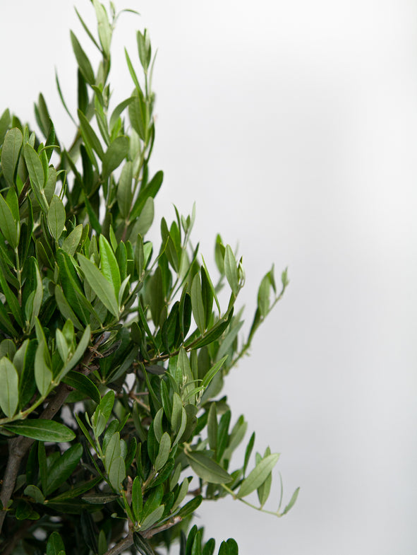 Olive Tree